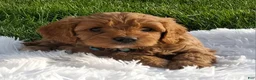 Cavapoo dogs for sale: 0wen - Ad 2
