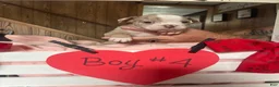Olde English Bulldogge dogs for sale: Olde English Bulldogge 10 - Ad 9