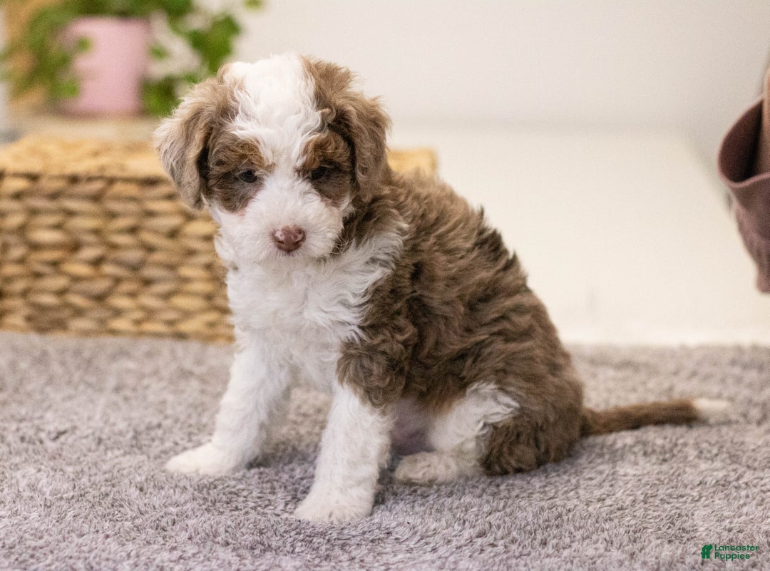 Mini Aussiedoodle dogs for sale: Brody-petite size - Ad 4