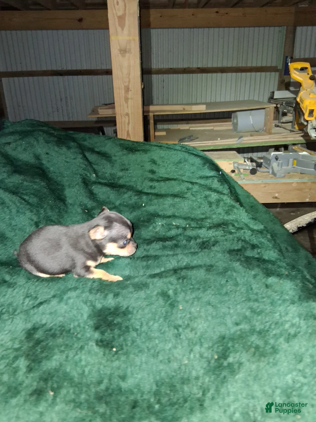 Chihuahua dogs for sale: Chihuahua Puppy 3 - Ad 3