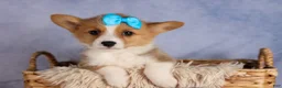 Welsh Corgi Pembroke dogs for sale: Benji🐾💙 - Ad 13