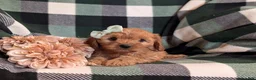 Cavapoo dogs for sale: Clara - Ad 6