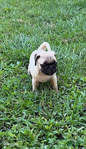 Pug dogs Laura - Ad 1