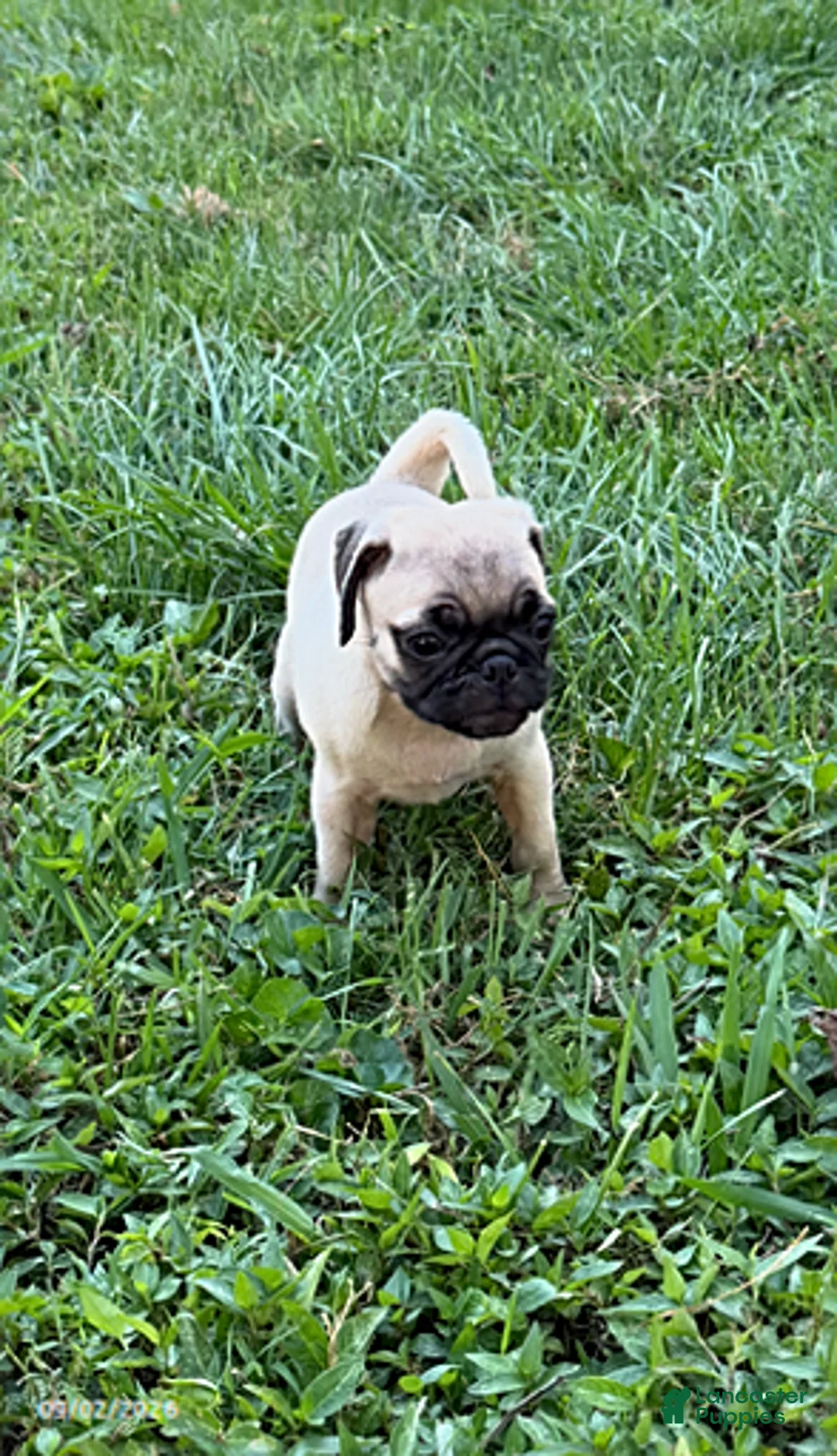 Pug dogs for sale: Laura - Ad 1