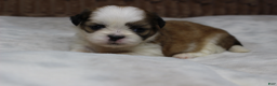 Shih Tzu dogs for sale: Dallas - Ad 3