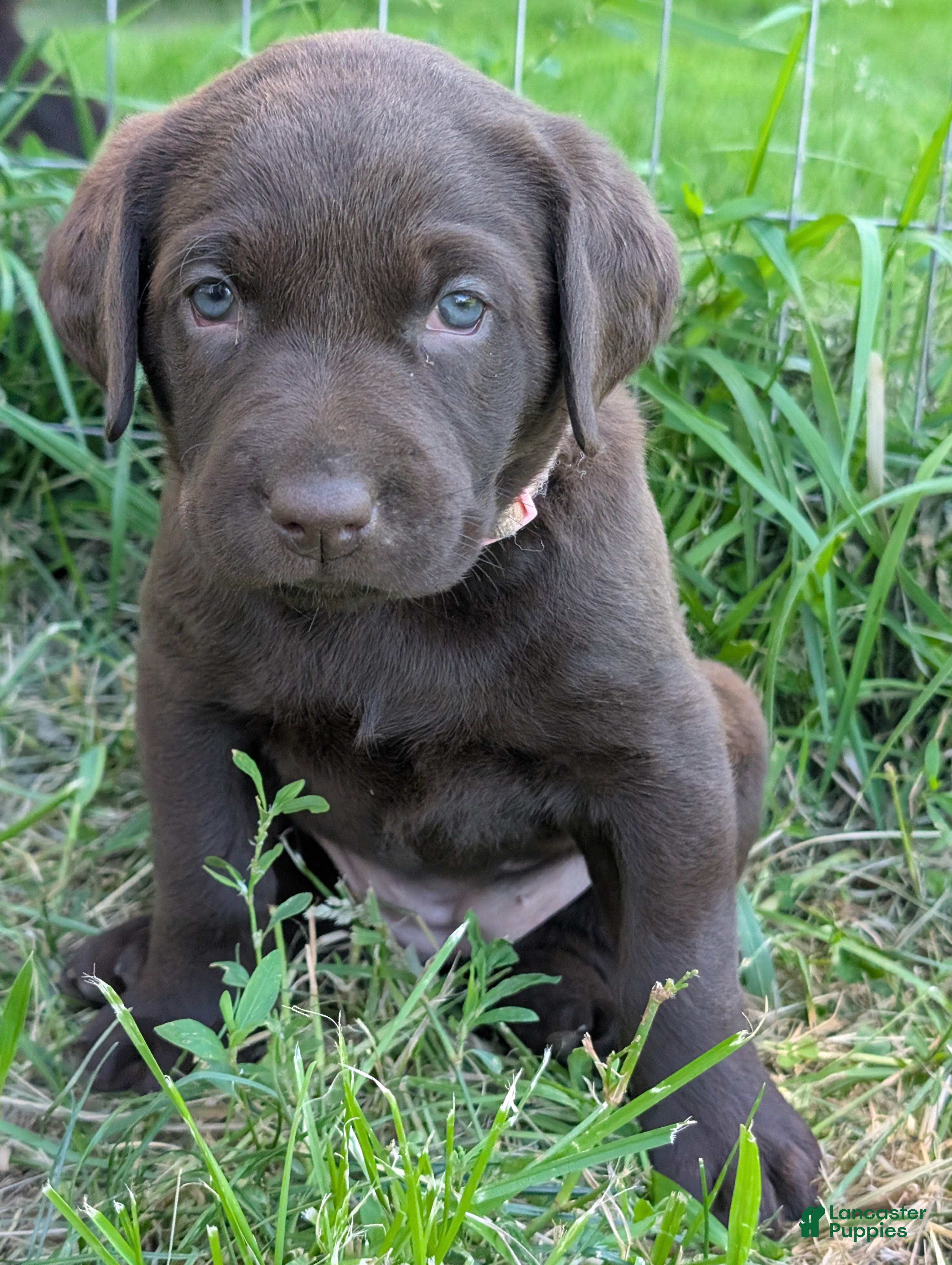 Labrador Retriever dogs for sale: Peaches - Ad 3