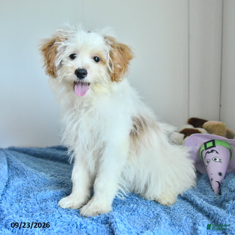 Pomapoo dogs Freddy - Ad 1