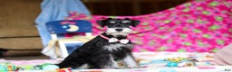 Miniature Schnauzer dogs for sale: Brianna - Ad 3