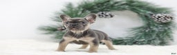 French Bulldog dogs for sale: Jordan - Ad 10