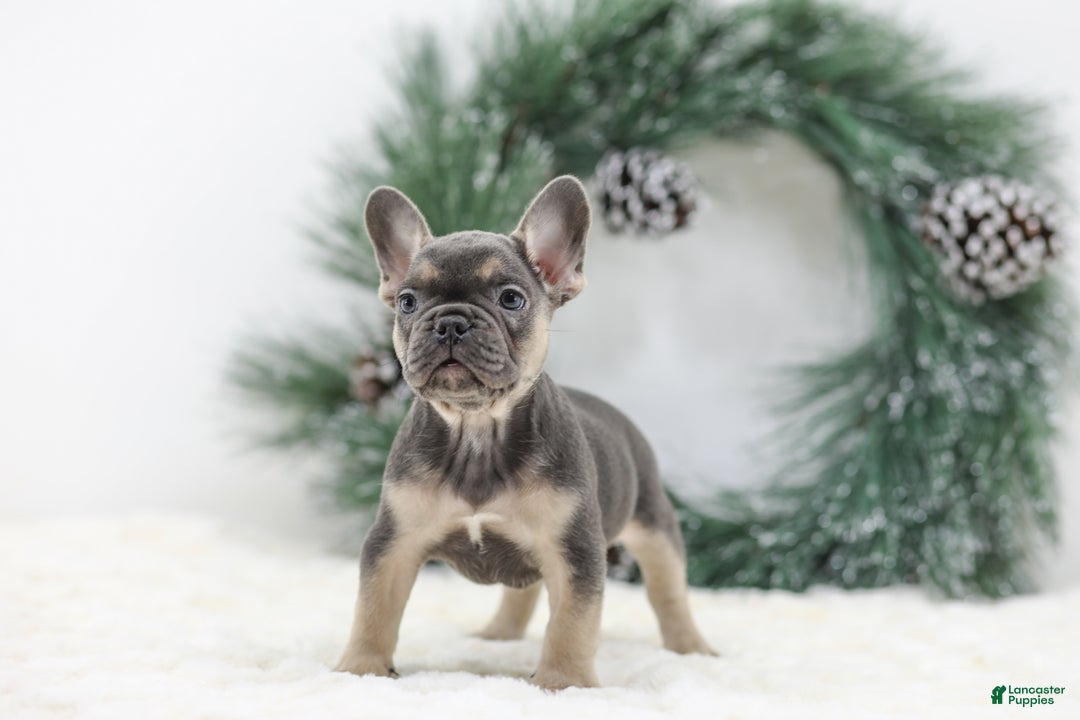 French Bulldog dogs for sale: Jordan - Ad 10
