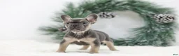 French Bulldog dogs for sale: Jordan - Ad 10