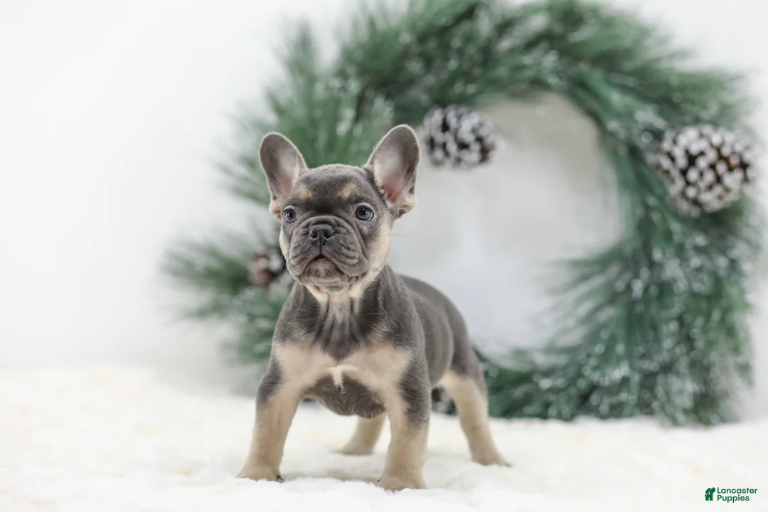 French Bulldog dogs for sale: Jordan - Ad 10