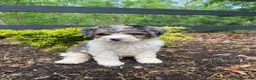 Bernedoodle dogs for sale: Rosco - Ad 13