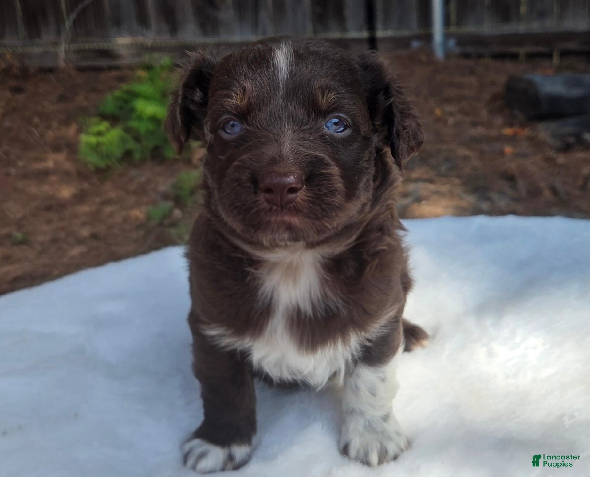 Australian Shepherd dogs Stan - Ad 1