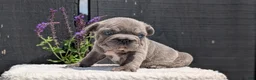 French Bulldog dogs for sale: Zion - Ad 6