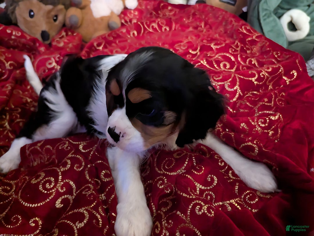 Cavalier King Charles Spaniel dogs for sale: Cavalier King Charles Spaniel Puppy 2 - Ad 9