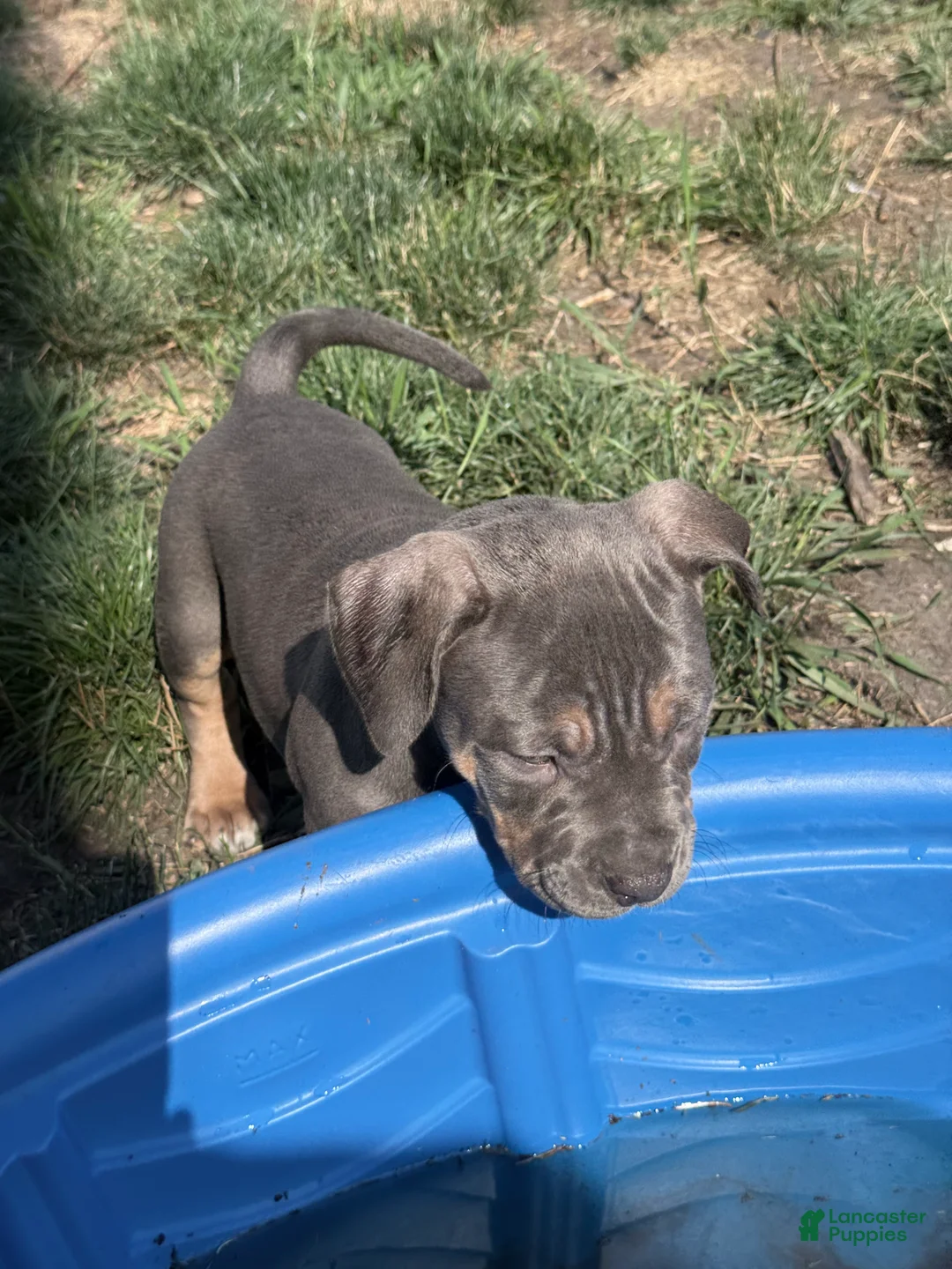 American Bully dogs for sale: Freya - Ad 2