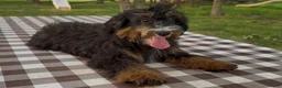 Mini Bernedoodle dogs for sale: Raphael - Ad 2