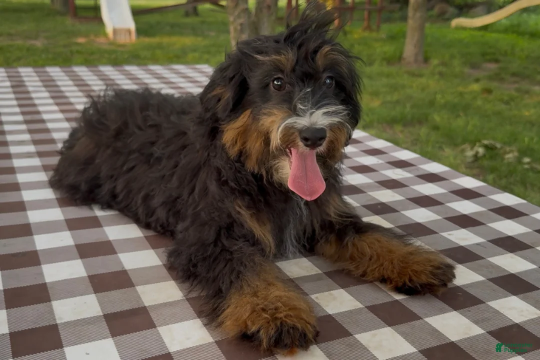 Mini Bernedoodle dogs for sale: Raphael - Ad 2