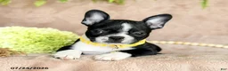Boston Terrier dogs for sale: Dora - Ad 3