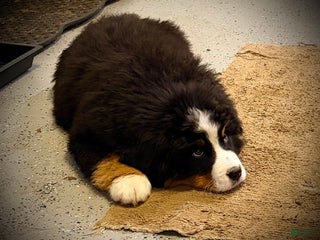 Bernese Mountain Dog dogs Bentley - Ad 13