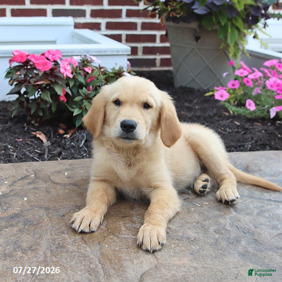 Golden Retriever dogs Nikita - Ad 1
