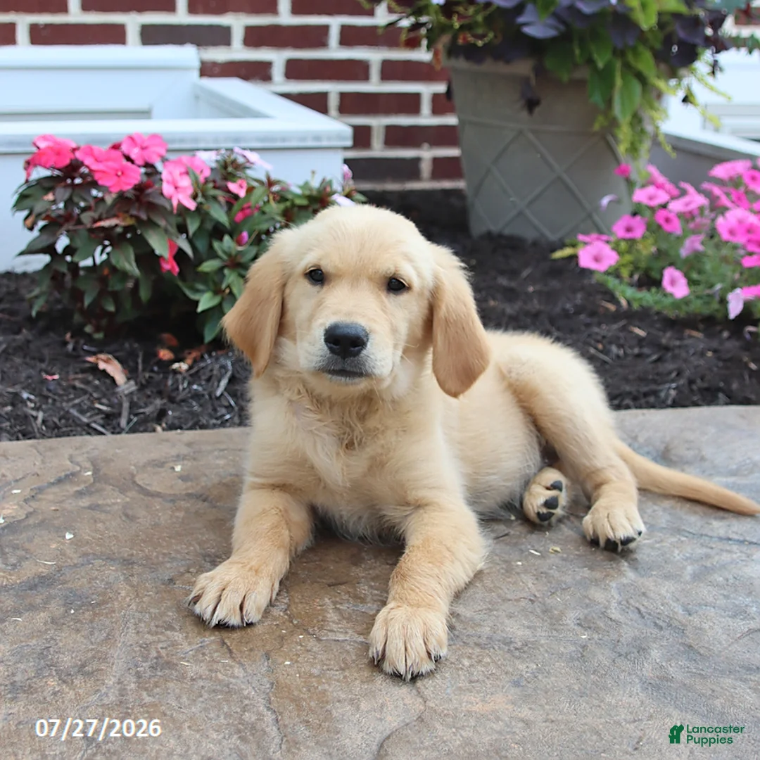Golden Retriever dogs for sale: Nikita - Ad 1