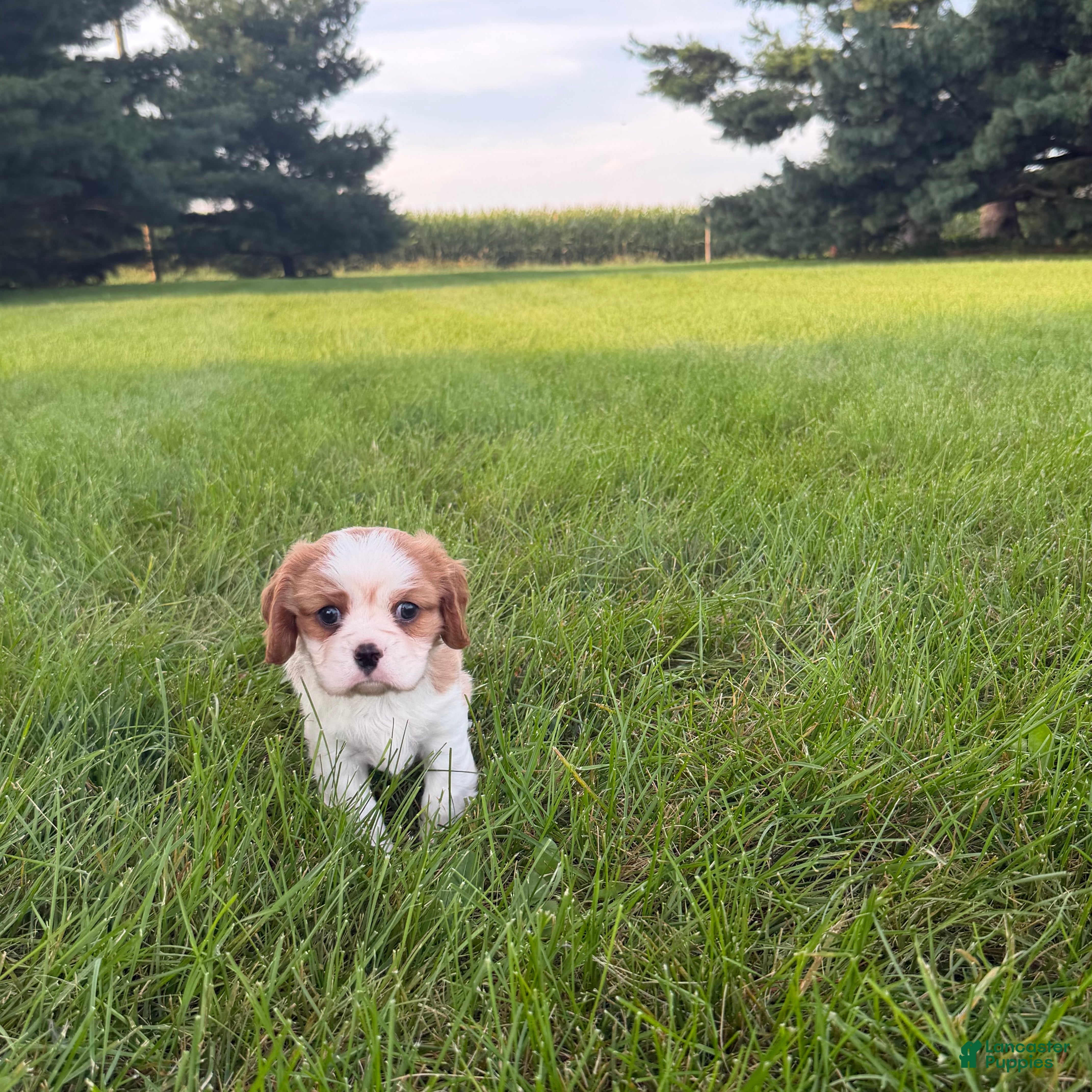 Cavalier King Charles Spaniel dogs Joshua Cavalier King Charles Spaniel  - Ad 2