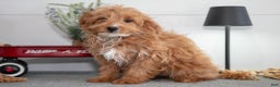 Mini Goldendoodle dogs for sale: Maxine - Ad 3