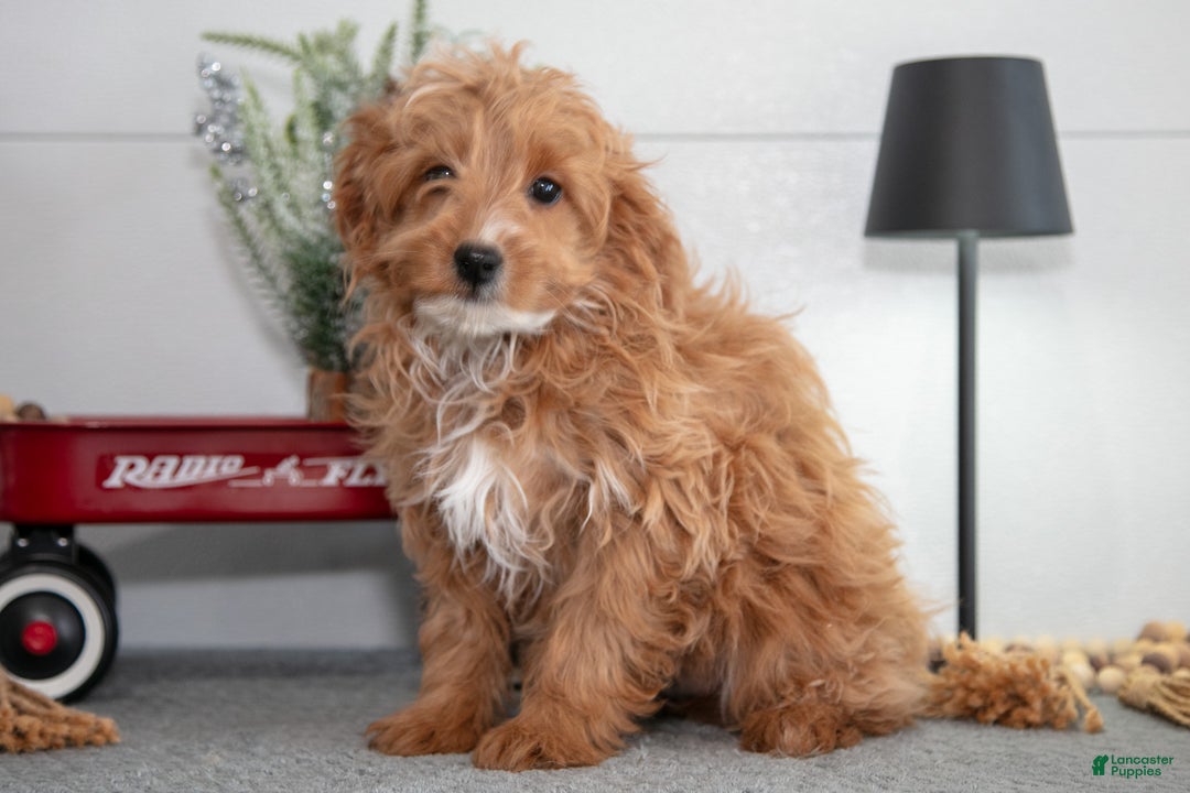 Mini Goldendoodle dogs for sale: Maxine - Ad 3