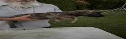 Mixed Breed dogs for sale: Dark Brindle Female - Ad 3