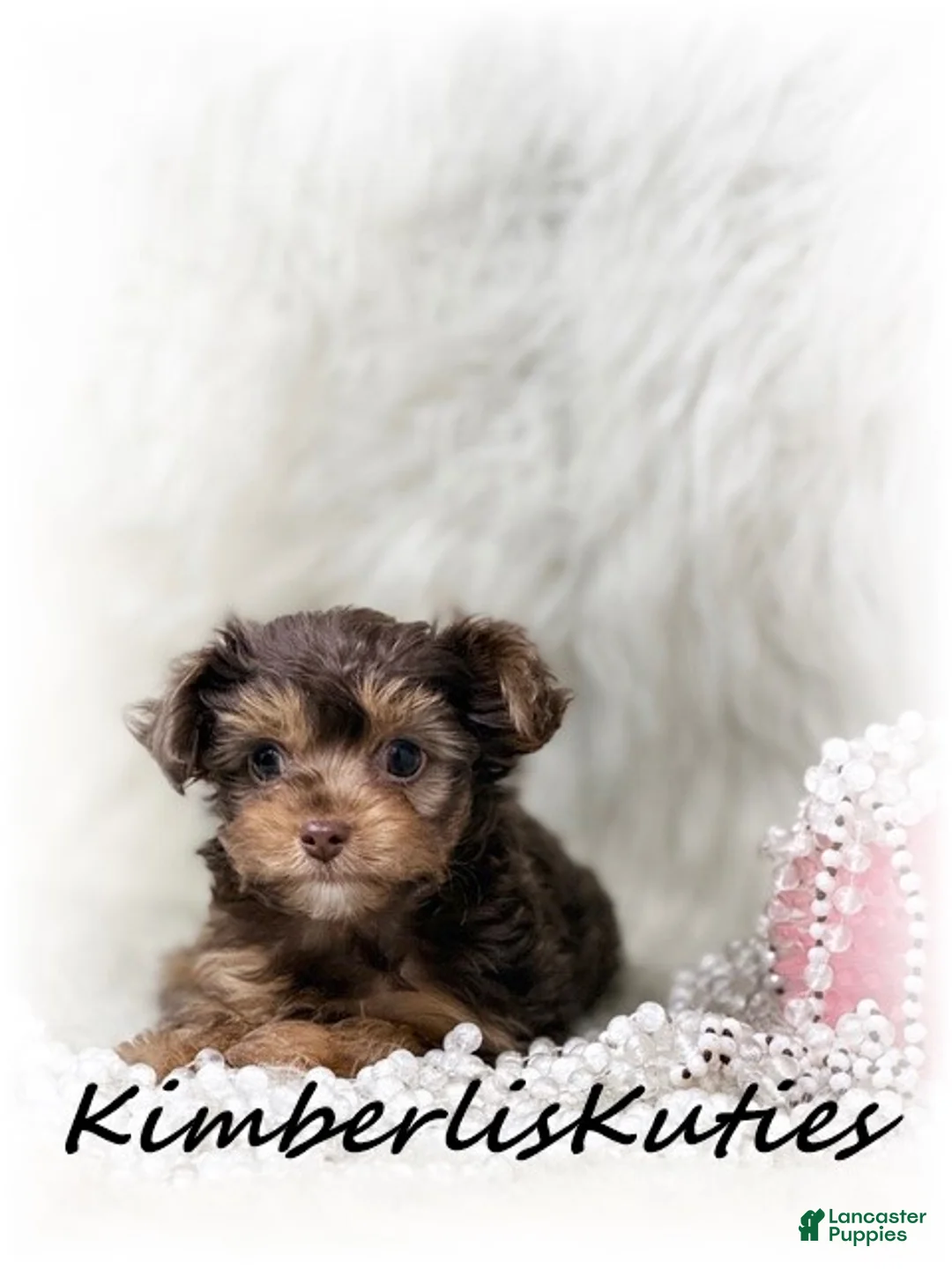 Yorkiepoo dogs for sale: Yorkipoo / Tiny Wave - Ad 1