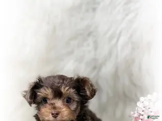Yorkiepoo dogs for sale: Yorkipoo / Tiny Wave - Ad 1