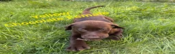 Labrador Retriever dogs for sale: Yellow - Ad 3