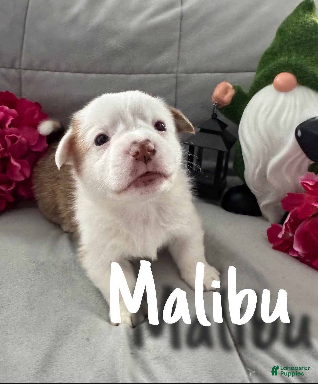 Welsh Corgi Pembroke dogs Malibu  - Ad 9
