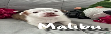 Malibu 