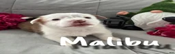 Welsh Corgi Pembroke dogs for sale: Malibu  - Ad 1
