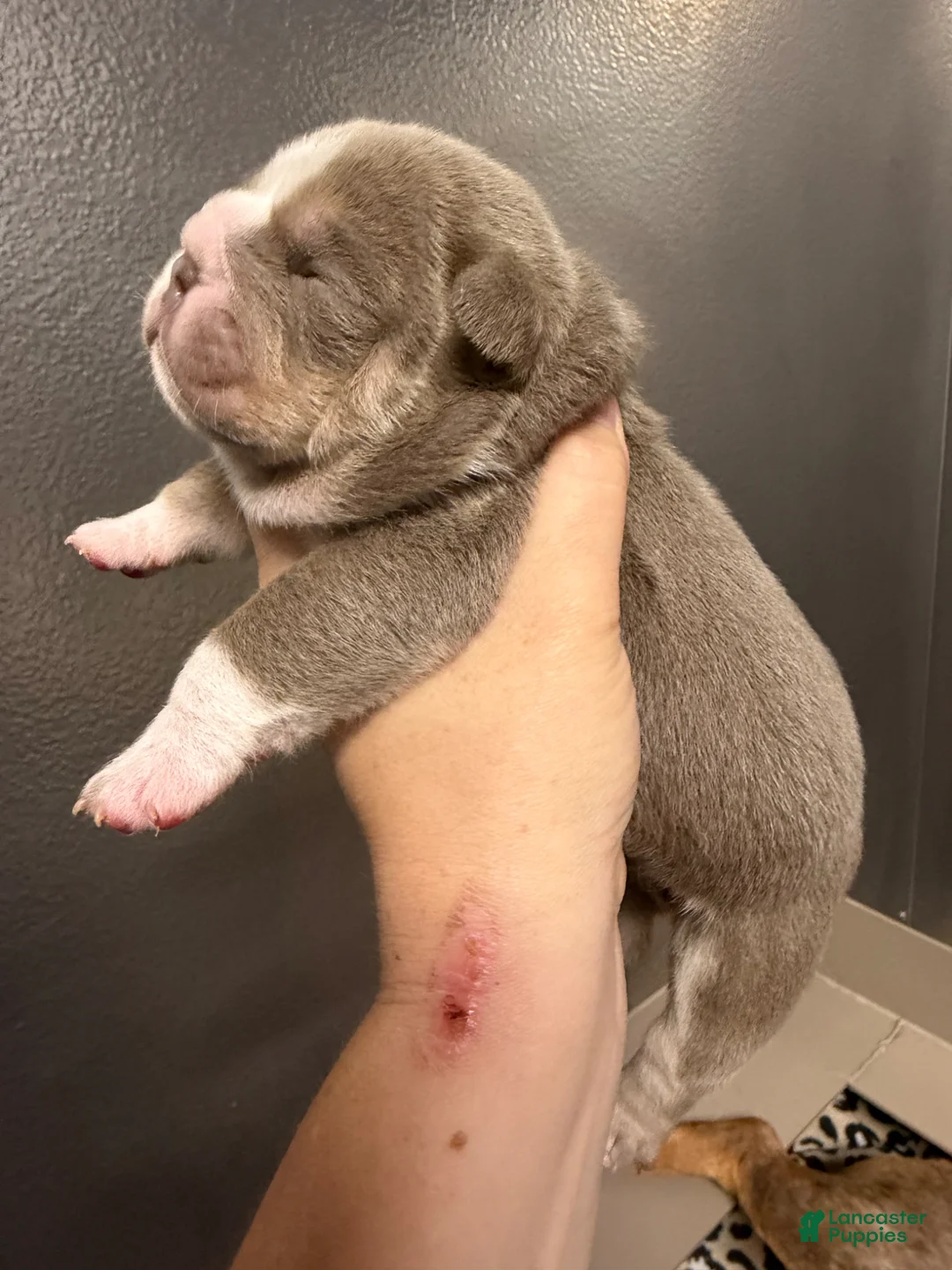 English Bulldog dogs for sale: Socks - Ad 2