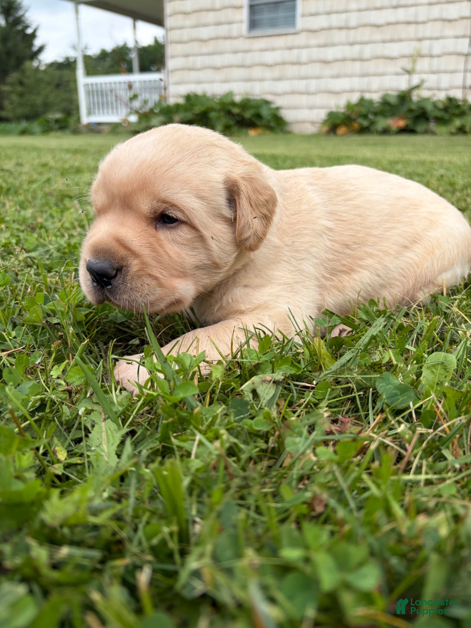 Labrador Retriever dogs  Georgie - Ad 2