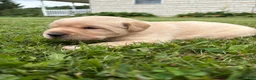 Labrador Retriever dogs for sale:  Georgie - Ad 2