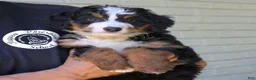Mini Bernedoodle dogs for sale: Nala  - Ad 2