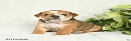 English Bulldog dogs for sale: Ty  - Ad 4
