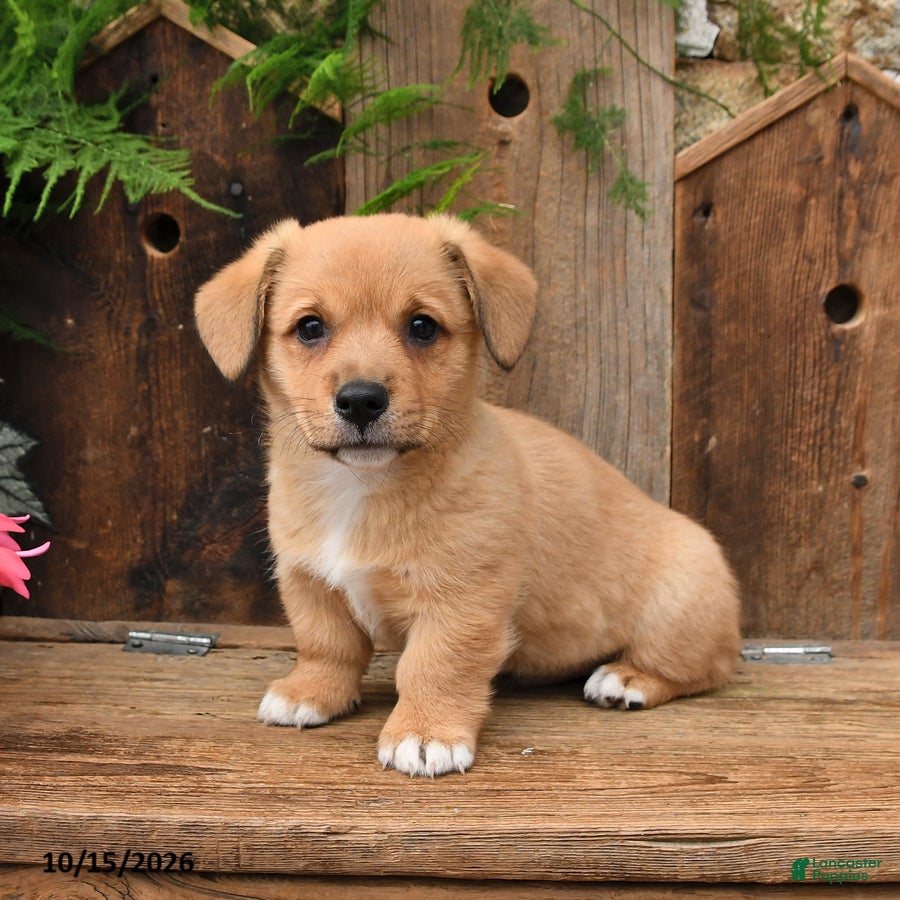 Mixed Breed dogs for sale: Colton - Ad 2