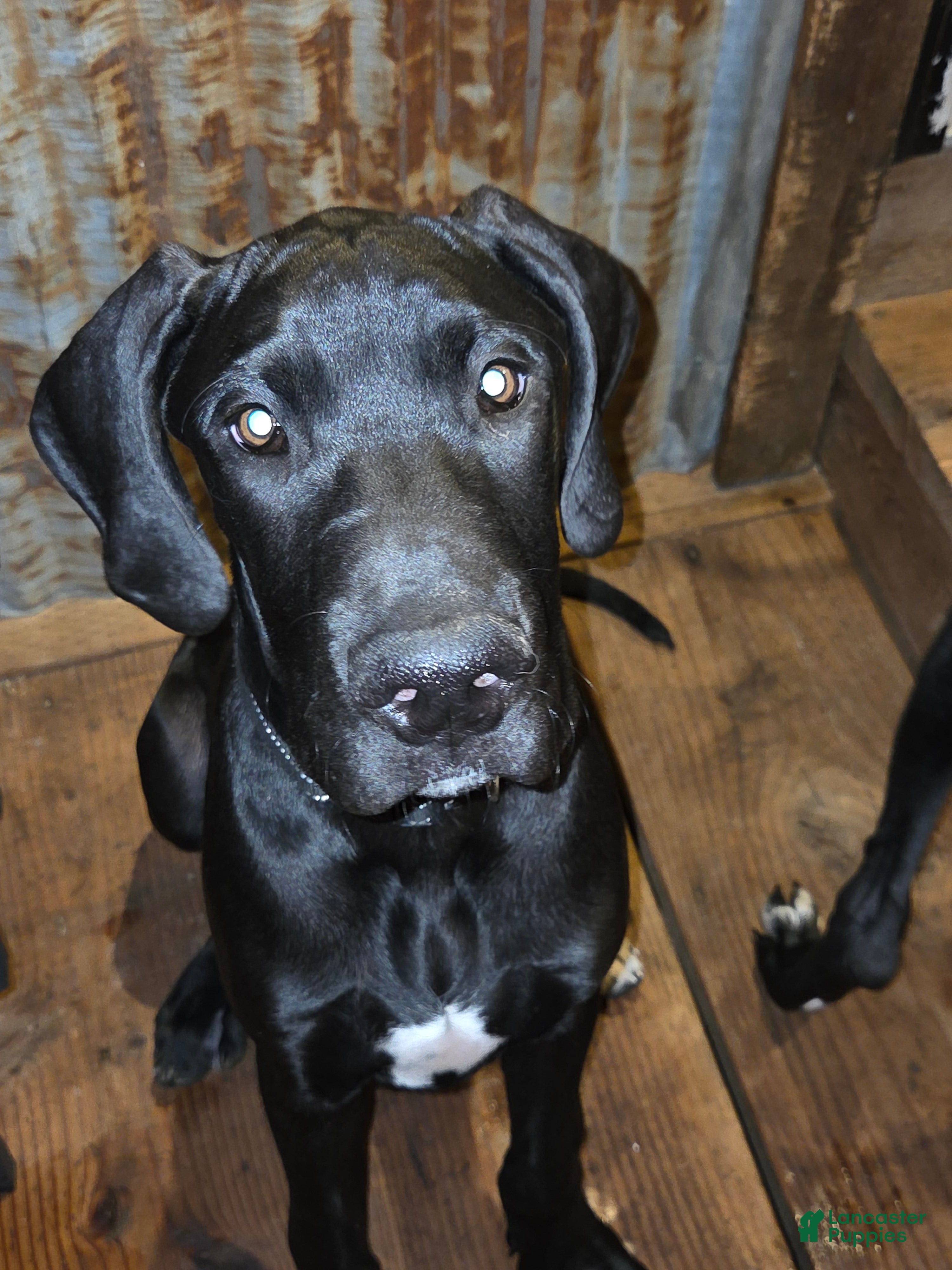 Great Dane dogs Great Dane 2 Black collar - Ad 34