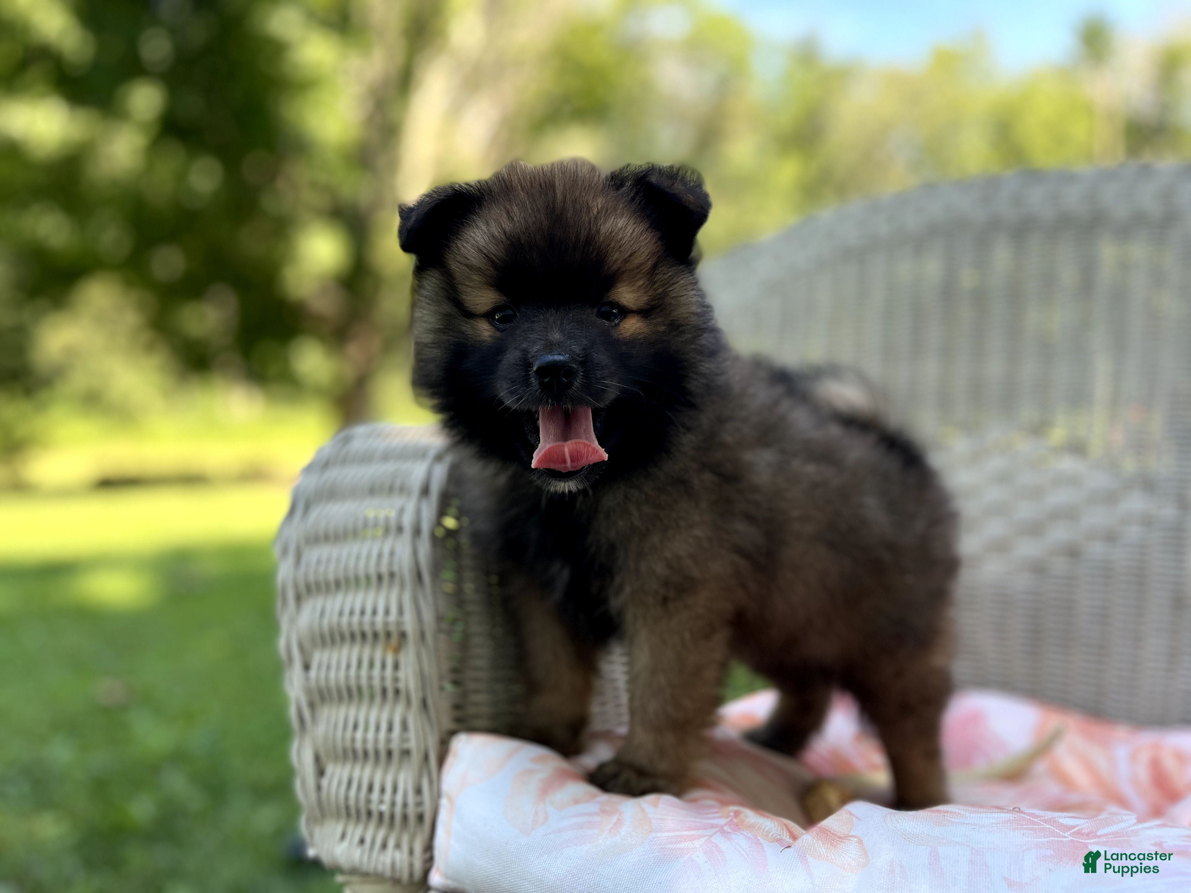 Pomeranian dogs Terry - Ad 1