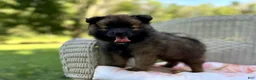 Pomeranian dogs for sale: Terry - Ad 1