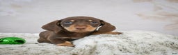 Miniature Dachshund dogs for sale: Maverick - Ad 6