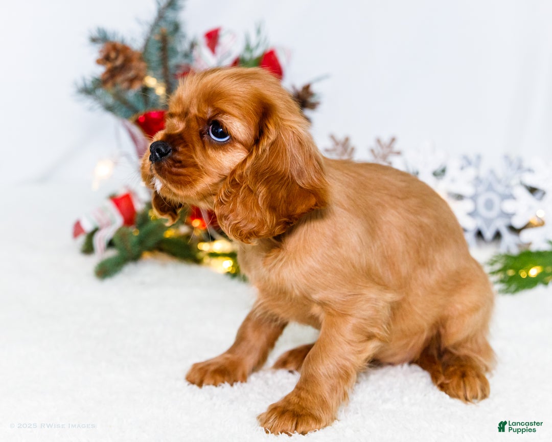 Cavalier King Charles Spaniel dogs for sale: Belle - Ad 3