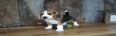 Sampson
