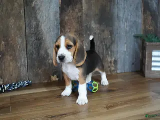 Beagle dogs Sampson - Ad 7